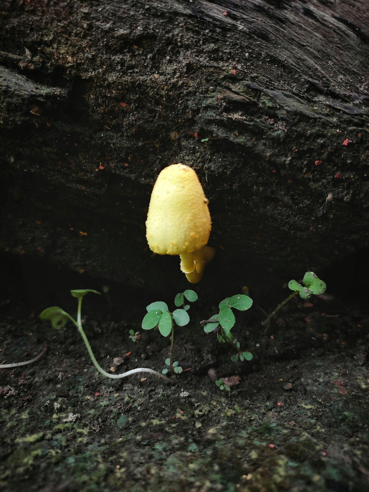 Person analysing health and sleep data graphs on a laptop