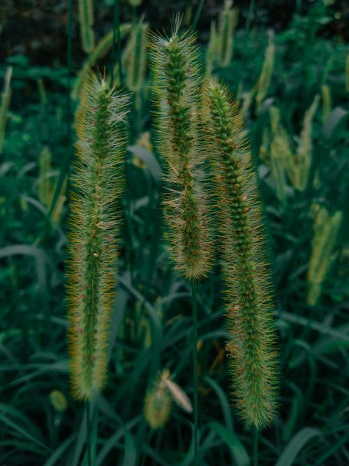 Free Detailed close-up photo of vibrant green prickly Setaria viridis grass in natural setting. Stock Photo