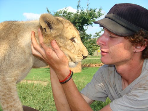 Free stock photo of lion cub big cat