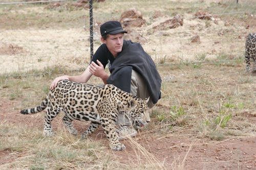 Foto d'estoc gratuïta de depredador de gats grans de jaguar