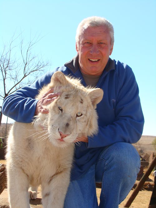 Foto d'estoc gratuïta de tigre blanc depredador gat gran