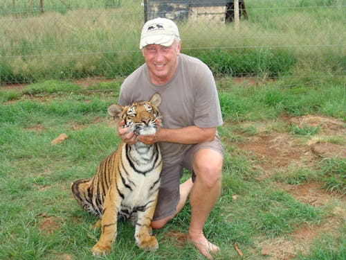 Foto d'estoc gratuïta de depredador de cub de tigre