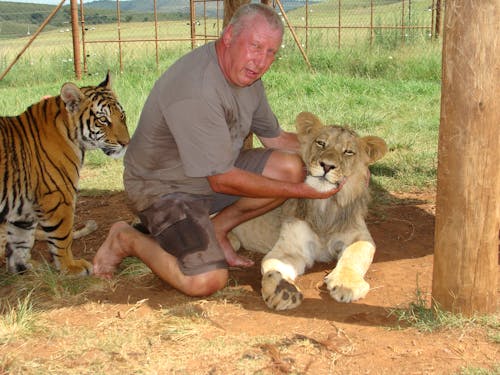 Foto stok gratis singa harimau kucing besar