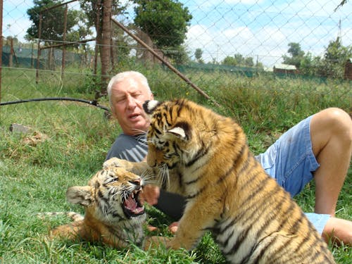 Free stock photo of tiger cubs