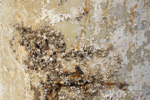 Free stock photo of grunge, textures, weathered