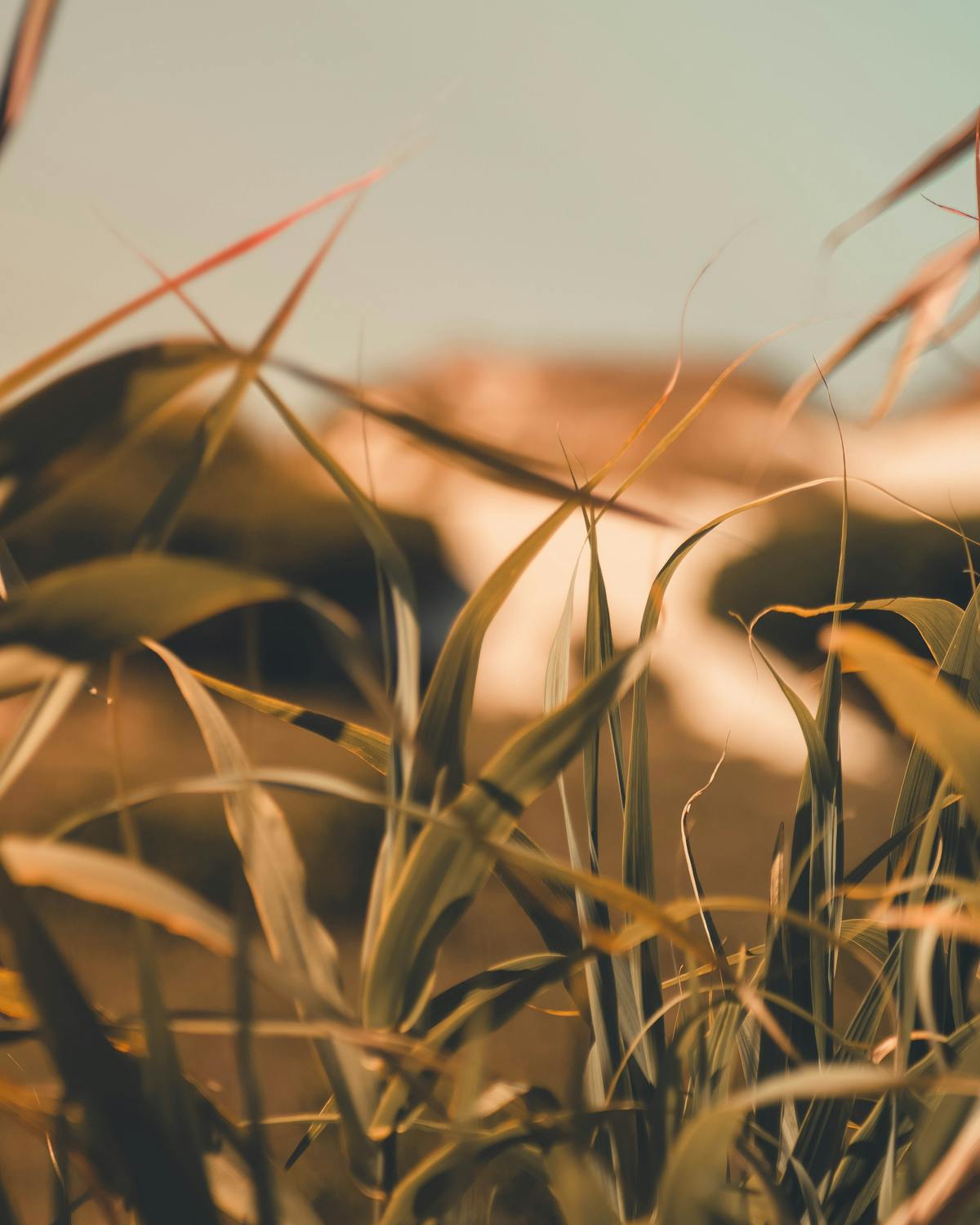 Creator reviewing analytics dashboard on a laptop for social media performance