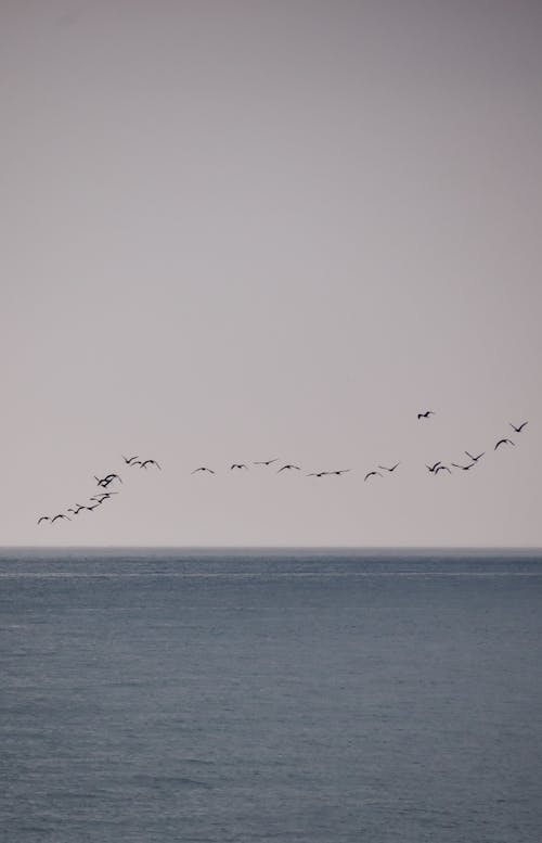 Free Birds Flying over the Sea Stock Photo