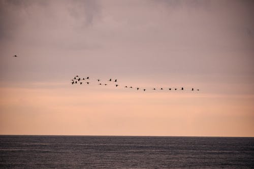 Flock of Birds Flying Above the Sea