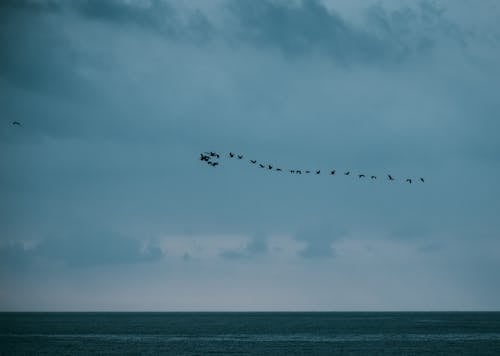 Birds Flying over the Sea