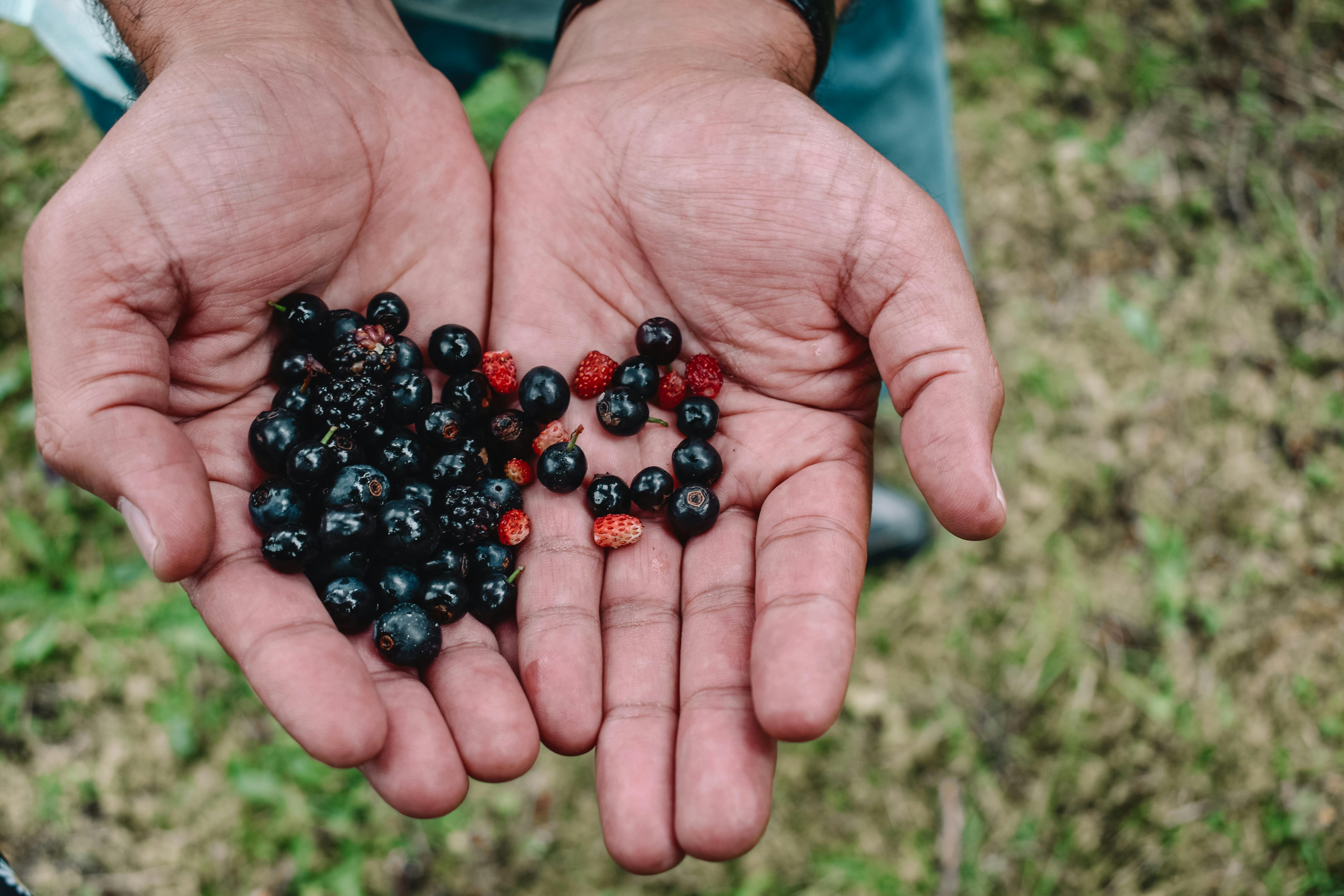 Fresh berries closeup 70018161 Stock Photo at Vecteezy, image size:1125x750