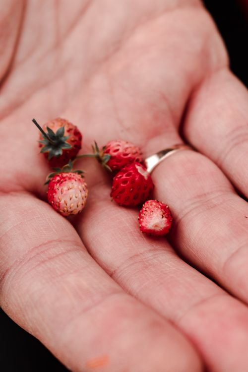 Free A detailed shot of small wild strawberries held in a palm, showcasing their texture and freshness. Stock Photo