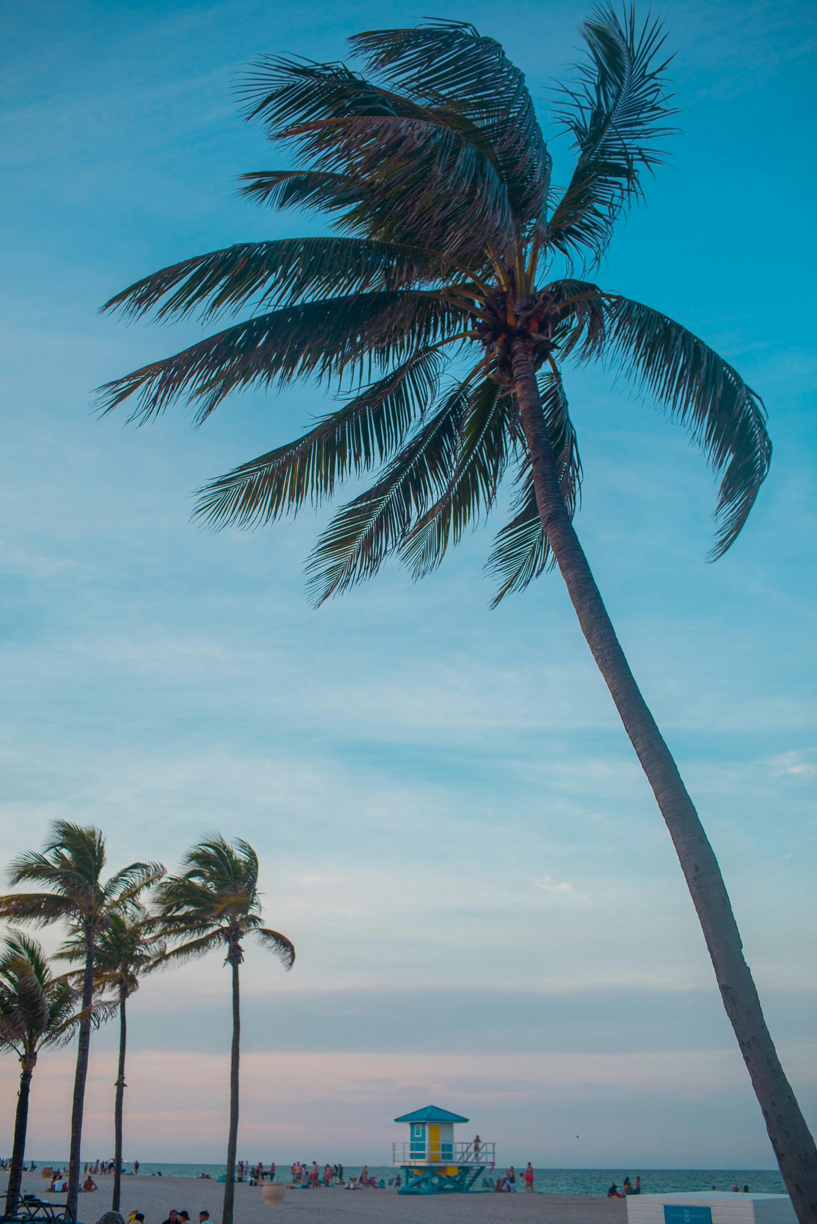 Serene tropical beach scene with coconut palms swaying under a blue sky at sunset.