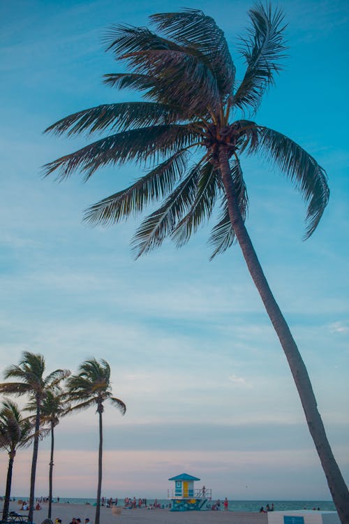 Free Coconut Trees on the Beach Stock Photo
