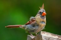 Brown and Gray Bird on Brown Wooden Fence