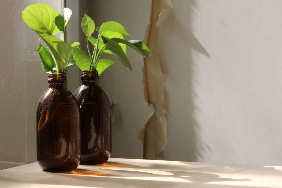 Various pothos cuttings in decorative glass jars placed on a sunny windowsill - propagate pothos in water Various pothos cuttings in decorative glass jars placed on a sunny windowsill - propagate pothos in water
