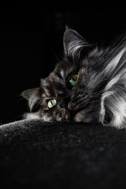 Free Cat Lying on Black Textile Stock Photo
