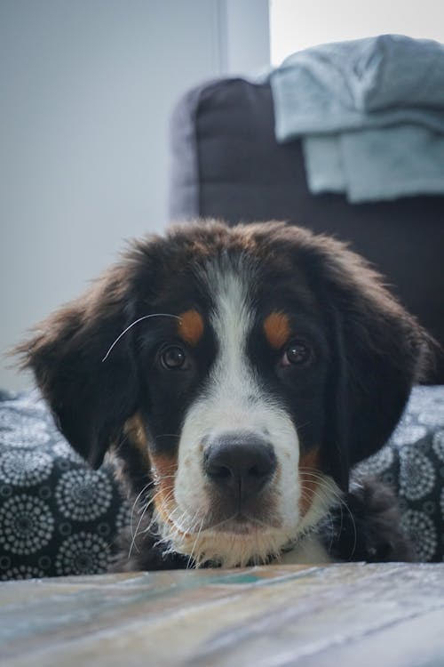 Gratis stockfoto met babyhond, babyhondje, Berner Sennenhond