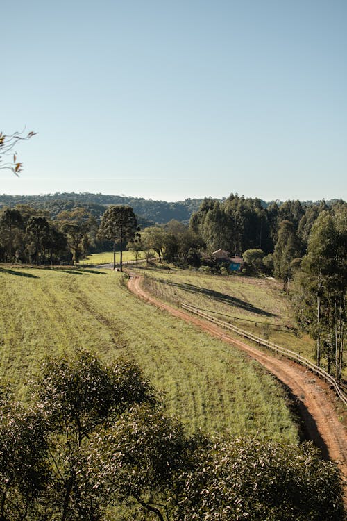 Aerial Footage of Green Grass Field and Trees