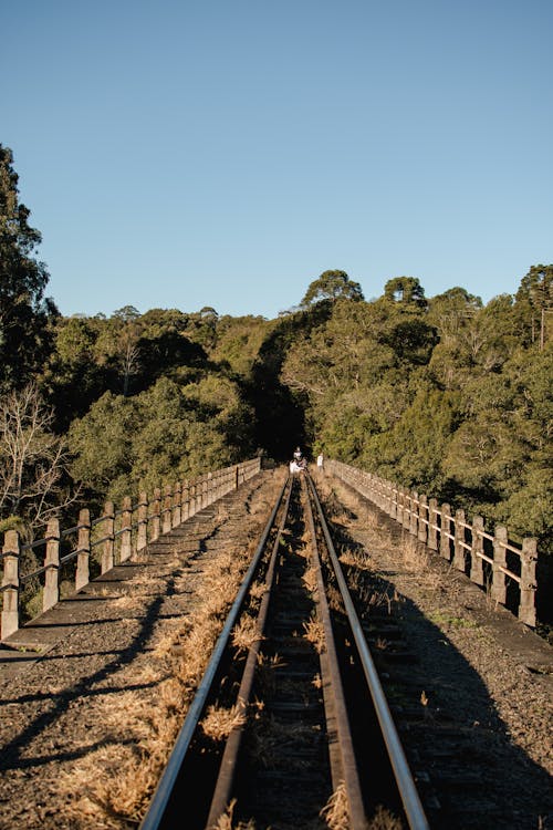 Foto stok gratis hutan, jalan kereta api, jalur kereta api