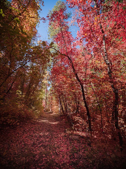 Imagine de stoc gratuită din arbori, cădere, codru