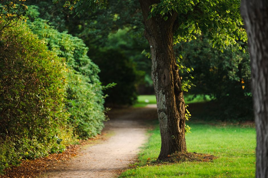 Tranquil pathway through a lush green forest with vibrant greenery and tree trunks.