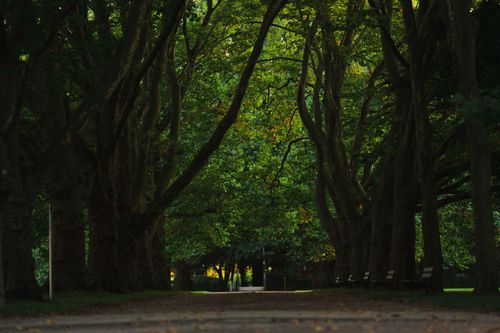 Free Beautiful green pathway beneath towering trees in a peaceful park setting. Stock Photo