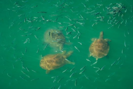 A beautiful aerial shot of turtles swimming with fish in clear turquoise water, displaying vibrant marine life.