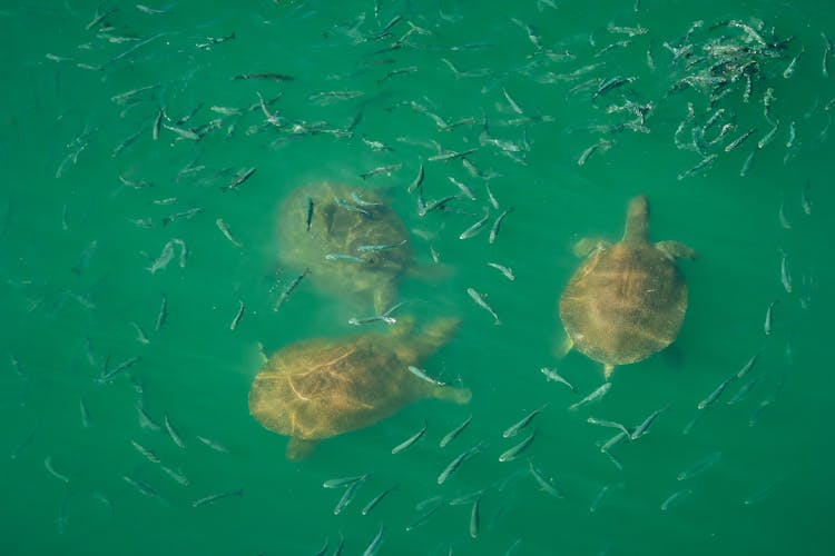 Fishes Swimming Around The Turtles