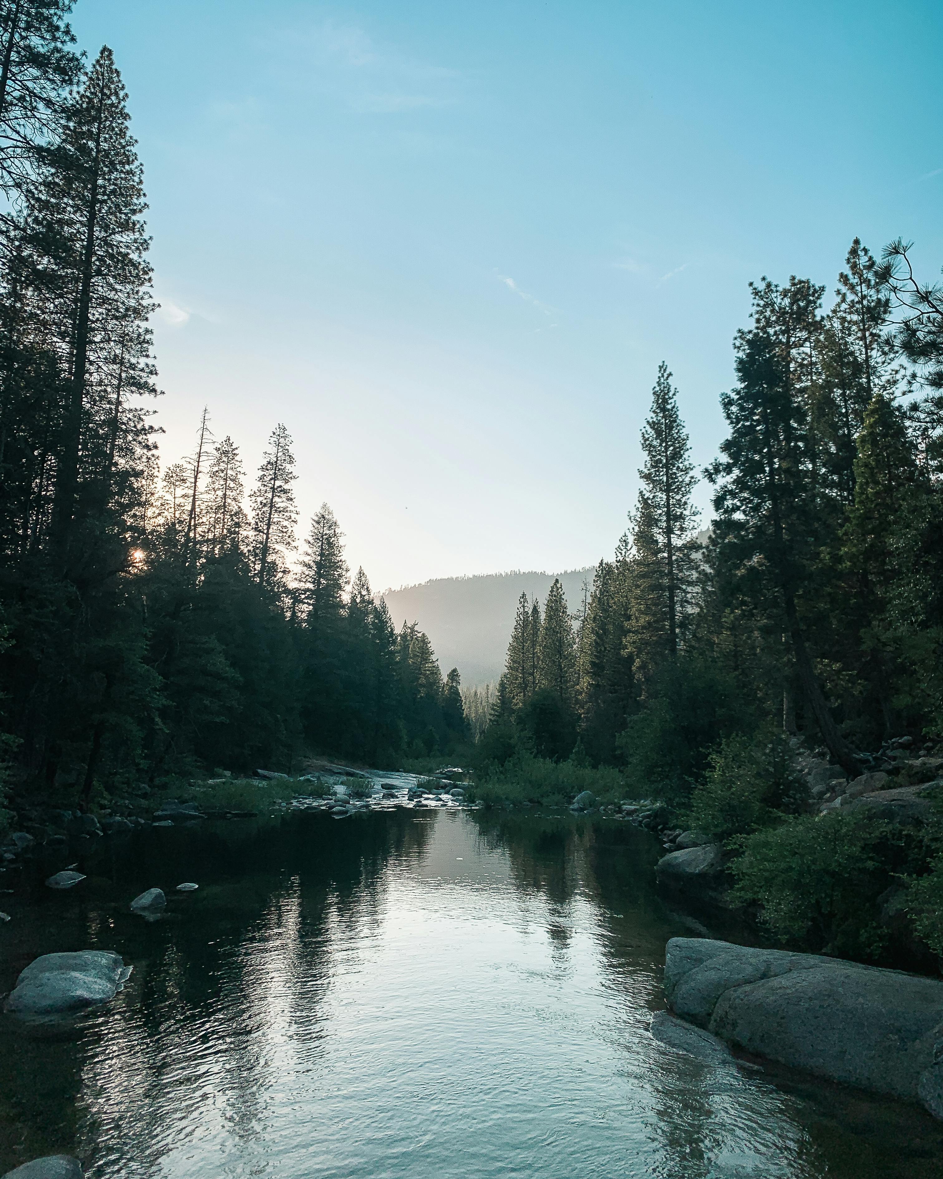 A tranquil river flows through Yosemite Valley surrounded by pine trees and lush forests.