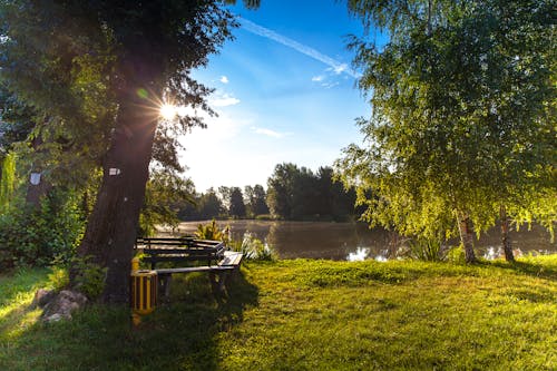 Body of Water Surrounded by Trees