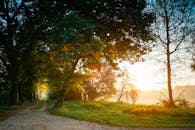 黎明时分，阳光穿过薄雾缭绕的森林小路，在树木间洒下，营造出宁静的秋日景象