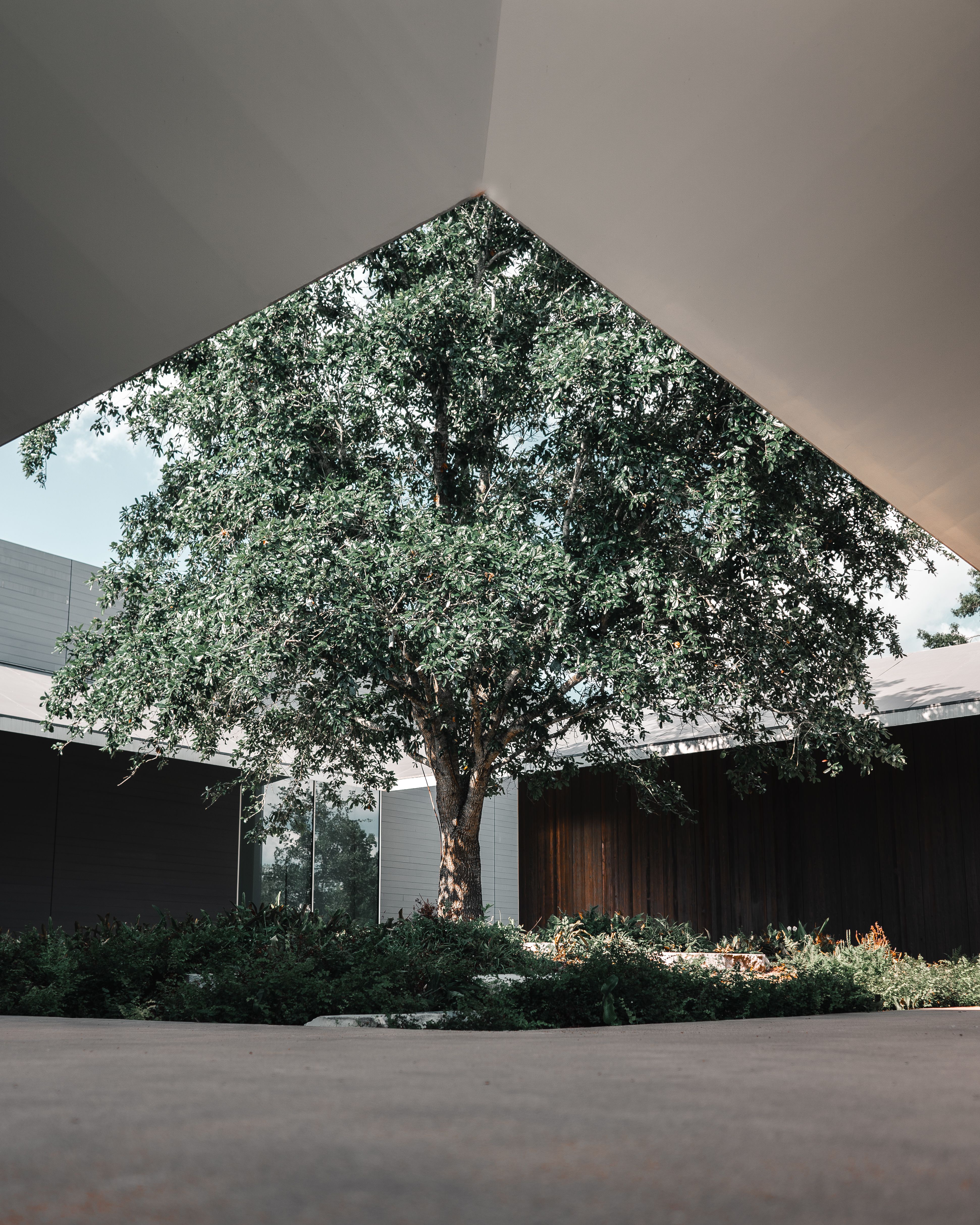 A Sprawling Tree Surrounded by a Building · Free Stock Photo
