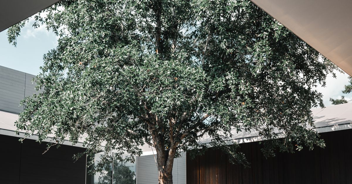 Tree Wrapped Around Building A Sprawling Tree Surrounded by a Building · Free Stock Photo