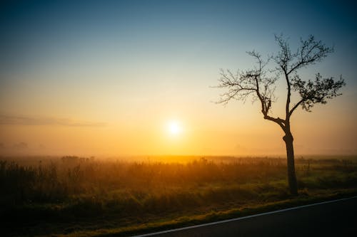 ağaç, gün batımı, güneş ışığı içeren Ücretsiz stok fotoğraf