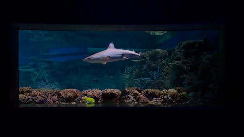 Kostnadsfri bild av akvarium, haj, marint liv