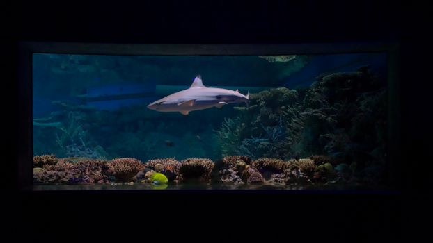 A shark swimming gracefully in an aquarium with marine life and coral reefs.