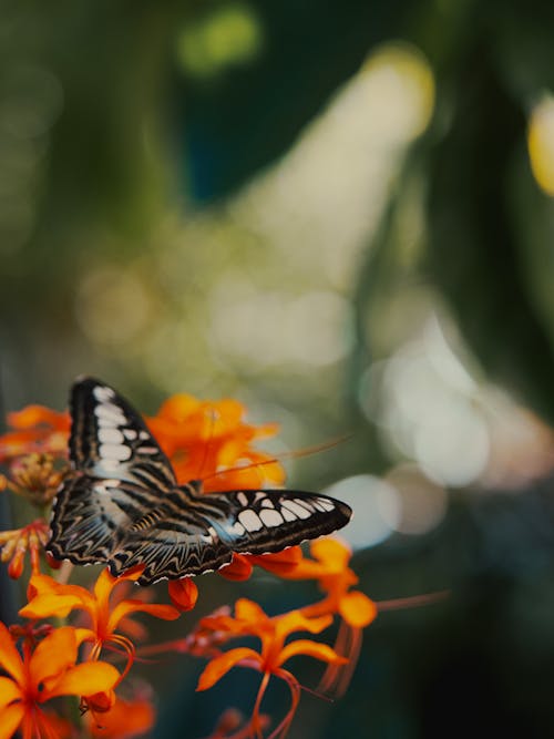 무료 곤충 사진, 곤충학, 나비의 무료 스톡 사진