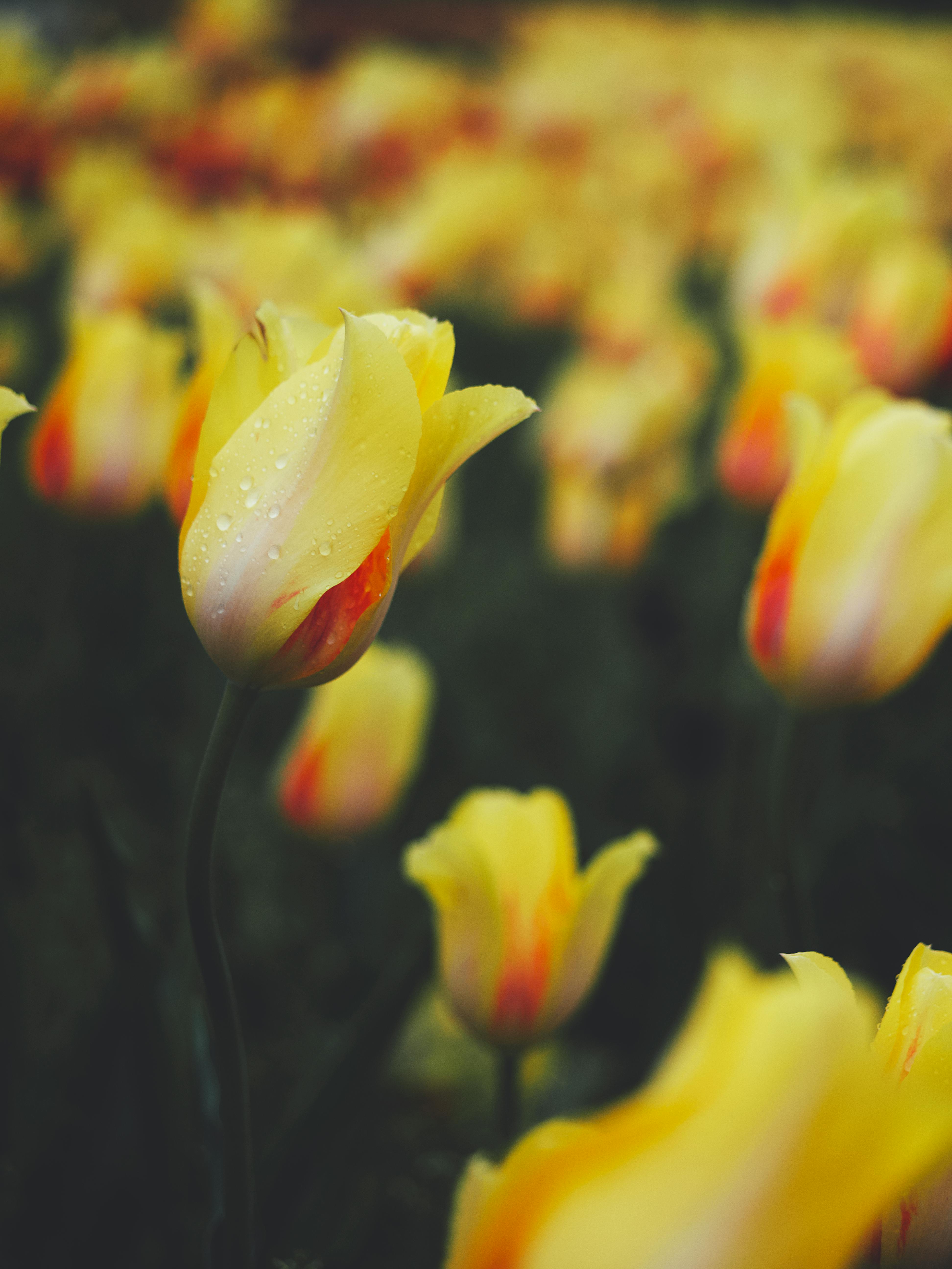 Purple Flowers Near Body of Water During Sunset · Free Stock Photo