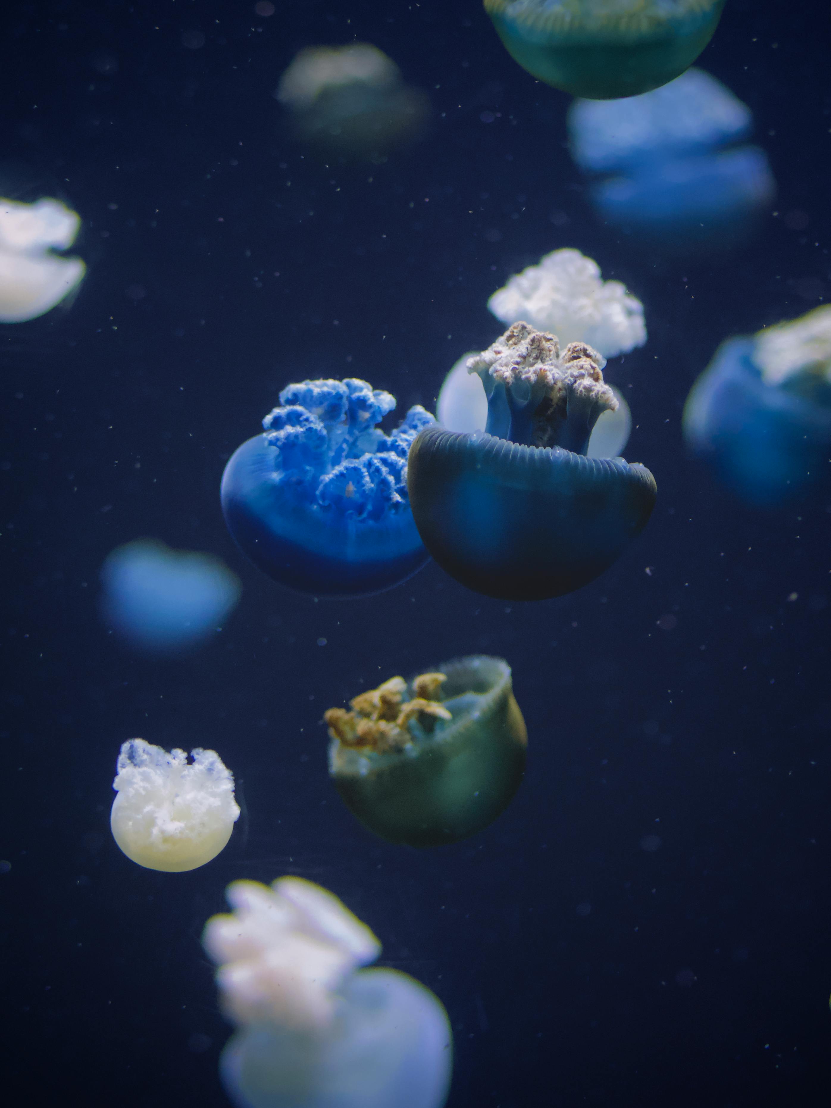 Vibrant jellyfish gracefully swimming in deep sea, showcasing marine life beauty and diversity.