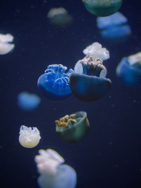 Vibrant jellyfish gracefully swimming in deep sea, showcasing marine life beauty and diversity.