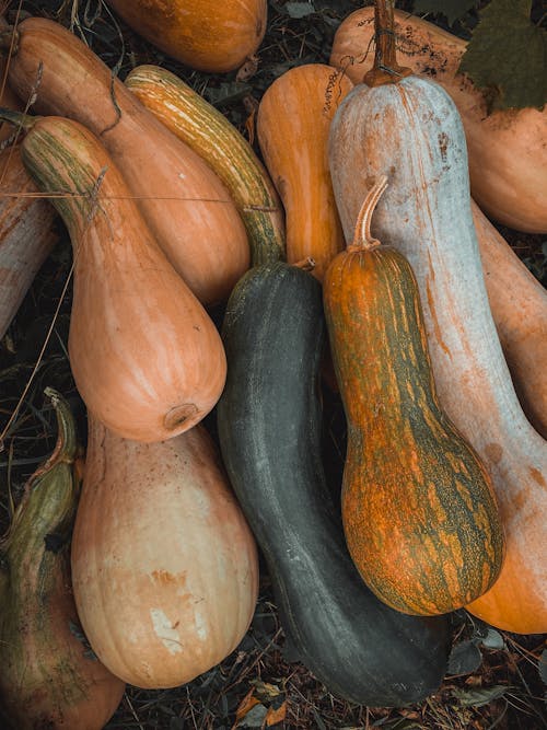 Close-Up Photo of Squashes