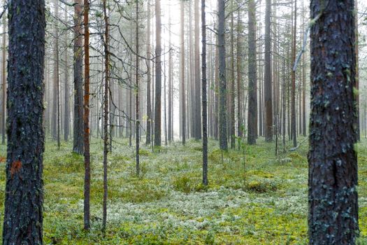 Tranquil view of a misty pine forest with lush green undergrowth and tall trees.