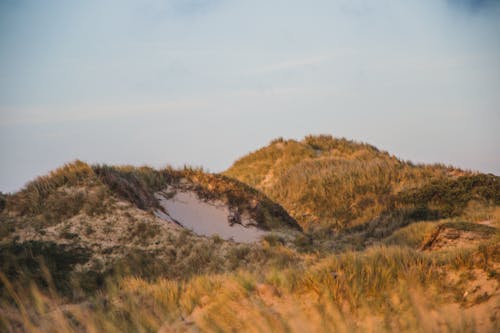 Foto d'estoc gratuïta de bri d'herba, capvespre, duna