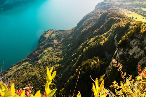 Immagine gratuita di acqua, alberi, alpi