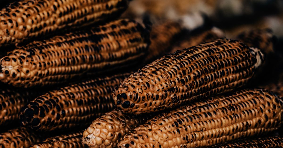Corn Stack A Delicious Stack of Roasted Corn on Cobs · Free Stock Photo