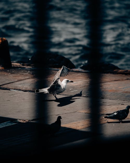 Free White and Black Bird on Brown Wooden Dock Stock Photo