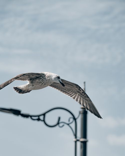 Free A close-up of a seagull flying elegantly against a bright blue sky. Stock Photo