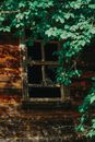 Green Leaves on Brown Wooden Window