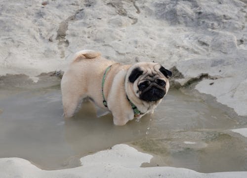 Free stock photo of brown pug, dog in the water, pug Stock Photo