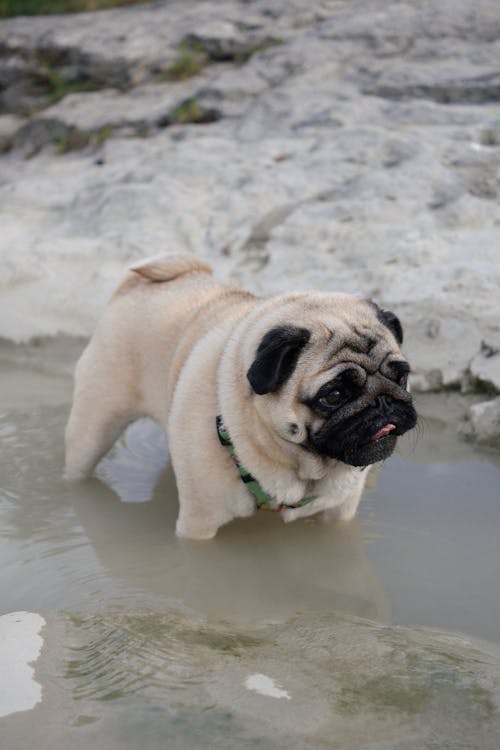 Free stock photo of brown pug, dog in the water, pug